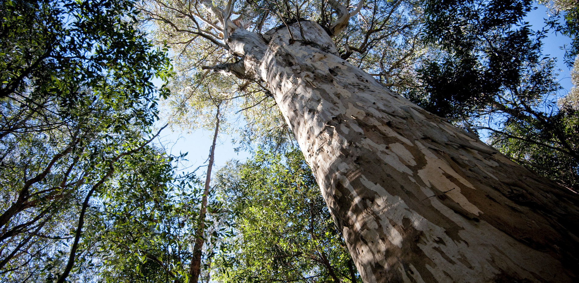 HELPING TIMBER WORKERS TRANSITION TO NEW OPPORTUNITIES Main Image